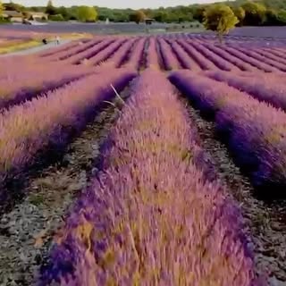 Aceite Esencial de Lavanda 💜 @celsojuniormartins