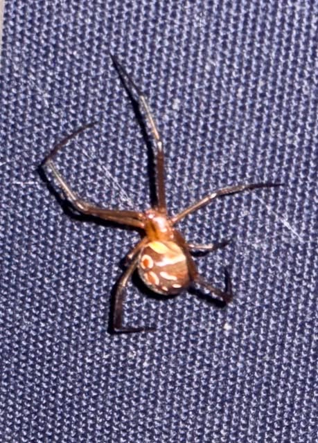 Please tell me this is NOT a Black Widow 😳