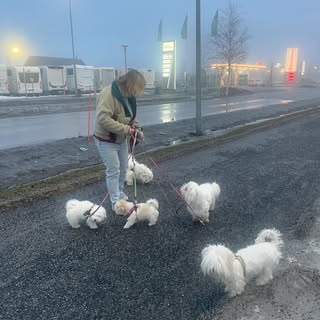 Vapaa-ajan harrastuksena kasvatan  Coton de Tulear koiria ja kotona on myös Maine Coon kissoja #coto