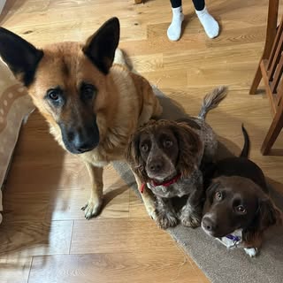 What’s one more dog? 😅😂
The girls have finally got used to their new big brother moving in 💚 now 
