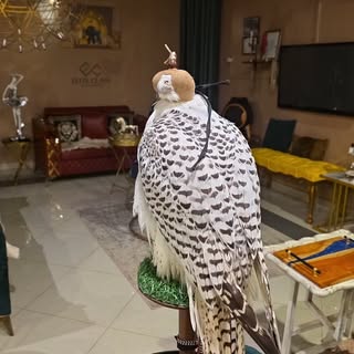 Meet Labib,The White Falcon came all the way from Dubai special regards to H.H

#whitefalcon #shahha