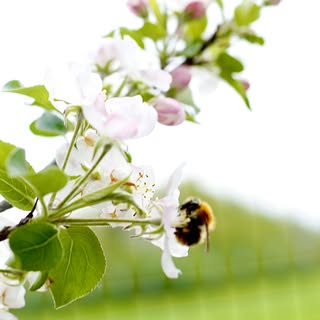 Spring bringing Bees to my apple tree