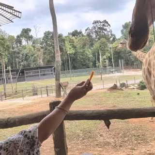 #love #animalsofinstagram #phuquoc