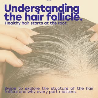 Hair follicle anatomy explained 💜

Understanding your hair follicle is the first step towards stron