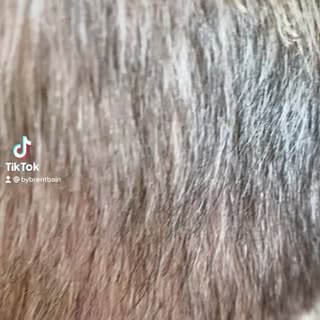 Book your hair replacement at @roseandonyxhairclinic 

@roseandonyxhair @bybrentbain @abbybrochu.hai