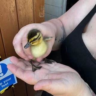 And all before 9am this morning! 

Duckling found on my daily dog walk, waddling on a foot path with