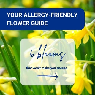 Sending flowers for Mother's Day? According to Dr. Clifford Bassett, these blooms are some of the sa