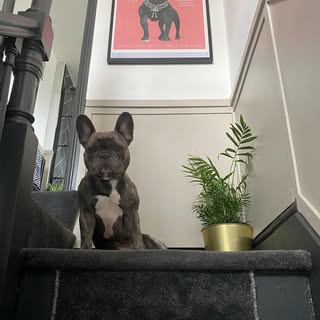 “Dogue”
Little beaut 💗
.
.
.
.
.
.

#dogsofinstagram #frenchbulldog #frenchiesofinstagram #petsofin