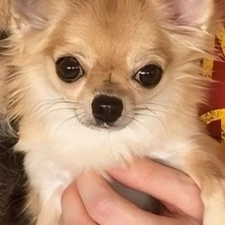 Hoje, é o aniversário da Bebelzinha. Minha ratinha. Chegou pra mim com mais ou menos 80 dias de vida