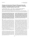 Cloning of a Functional Vitamin D Receptor from the Lamprey, an Ancient Vertebrate Lacking a Calcified Skeleton and Teeth