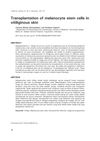 Transplantation of Melanocyte Stem Cells in Vitiliginous Skin