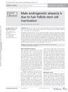 Male androgenetic alopecia is due to hair follicle stem cell inactivation