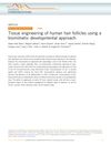Tissue engineering of human hair follicles using a biomimetic developmental approach