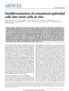 Dedifferentiation of committed epithelial cells into stem cells in vivo