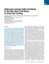 Adipocyte Lineage Cells Contribute to the Skin Stem Cell Niche to Drive Hair Cycling