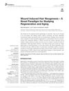 Wound-Induced Hair Neogenesis: A Novel Paradigm for Studying Regeneration and Aging