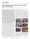 Skin shedding and tissue regeneration in African spiny mice (Acomys)