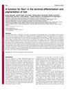 A function for Rac1 in the terminal differentiation and pigmentation of hair
