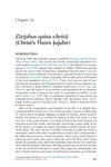 Ziziphus spina-christi (Christ’s Thorn Jujube)