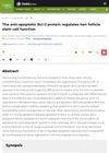 The anti‐apoptotic Bcl‐2 protein regulates hair follicle stem cell function