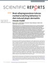 Brain allopregnanolone induces marked scratching behaviour in diet-induced atopic dermatitis mouse model