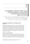 Ectodermal Organ Stem Cells: Morphogenesis, Population Regenerative Behavior, and Evo-Devo