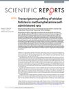 Transcriptome profiling of whisker follicles in methamphetamine self-administered rats