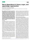 Nerve dependence in tissue, organ, and appendage regeneration
