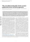 The Circadian Molecular Clock Creates Epidermal Stem Cell Heterogeneity