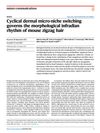 Cyclical Dermal Micro-Niche Switching Governs the Morphological Infradian Rhythm of Mouse Zigzag Hair