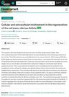 Cellular and extracellular involvement in the regeneration of the rat lower vibrissa follicle
