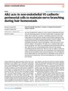 Alk1 acts in non-endothelial VE-cadherin+ perineurial cells to maintain nerve branching during hair homeostasis