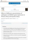 Effects of different concentrations of androgens on KAP24.1 gene expression in Hetian sheep and Karakul sheep