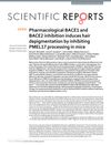 Pharmacological BACE1 and BACE2 inhibition induces hair depigmentation by inhibiting PMEL17 processing in mice