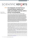 An Endophytic Microbe From An Unusual Volcanic Swamp Corn Seeks And Inhabits Root Hair Cells To Extract Rock Phosphate