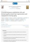 Crosstalk between endothelial cells and dermal papilla entails hair regeneration and angiogenesis during aging