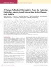 A Human Folliculoid Microsphere Assay for Exploring Epithelial-Mesenchymal Interactions in the Human Hair Follicle