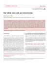 Hair follicle stem cells and mitochondria
