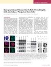Reprogramming of Human Hair Follicle Dermal Papilla Cells into Induced Pluripotent Stem Cells