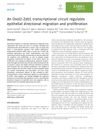 An Ovol2‐Zeb1 transcriptional circuit regulates epithelial directional migration and proliferation