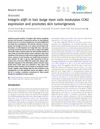 Integrin α3β1 in hair bulge stem cells modulates CCN2 expression and promotes skin tumorigenesis
