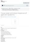 Tissue repair and stress responses of aged skin epidermis