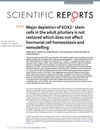 Major Depletion of SOX2+ Stem Cells in the Adult Pituitary Is Not Restored and Does Not Affect Hormonal Cell Homeostasis and Remodeling