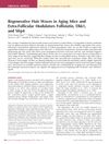 Regenerative Hair Waves in Aging Mice and Extra-Follicular Modulators Follistatin, Dkk1, and Sfrp4