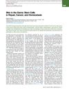Skin in the Game: Stem Cells in Repair, Cancer, and Homeostasis