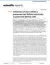 Inhibition of Class I HDACs Preserves Hair Follicle Inductivity in Postnatal Dermal Cells