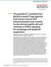 The Peptide AC 2 Isolated from Bacillus-Treated Trapa Japonica Fruit Extract Rescues DHT-Treated Human Dermal Papilla Cells and Mediates mTORC1 Signaling for Autophagy and Apoptosis Suppression