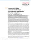 Ultrastructural and immunohistochemical characteristics of telocytes in human scalp tissue