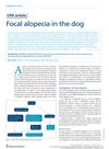 Focal alopecia in the dog