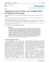 Targeting the stem cell niche: role of collagen XVII in skin aging and wound repair